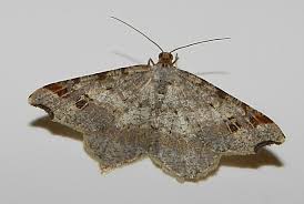 Attēlu rezultāti vaicājumam “Macaria signaria”