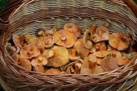 Attēlu rezultāti vaicājumam “Lactarius deterrimus”