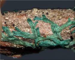 Attēlu rezultāti vaicājumam “Metzgeria violacea”