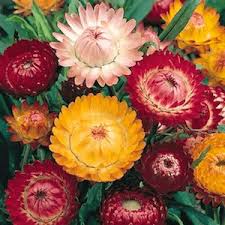 Image result for Helichrysum bracteatum