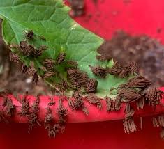 Attēlu rezultāti vaicājumam “Stemonitis splendens spores”
