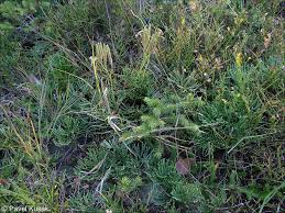 Attēlu rezultāti vaicājumam “Diphasiastrum tristachyum”