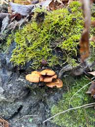 Attēlu rezultāti vaicājumam “Galerina marginata”