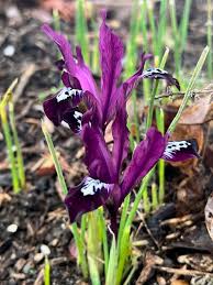 Attēlu rezultāti vaicājumam “Iris reticulata”