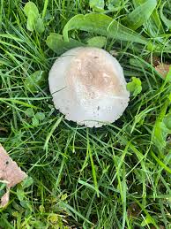 Attēlu rezultāti vaicājumam “Physarum oblatum stalked”