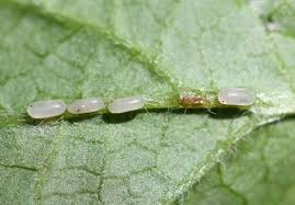 Attēlu rezultāti vaicājumam “Nematus ribesii larva”