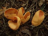 Attēlu rezultāti vaicājumam “Otidea bufonia”