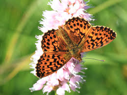 Attēlu rezultāti vaicājumam “Boloria titania underside”