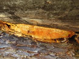 Attēlu rezultāti vaicājumam “Hapalopilus aurantiacus”