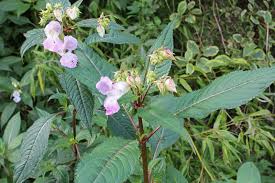Attēlu rezultāti vaicājumam “Impatiens glandulifera flower”