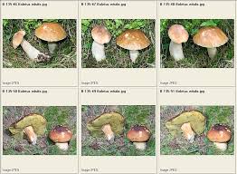 Attēlu rezultāti vaicājumam “Cribraria costata spores”