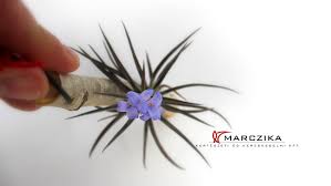 Image result for tillandsia umbellata