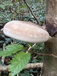 Attēlu rezultāti vaicājumam “Piptoporus betulinus”