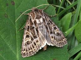 Attēlu rezultāti vaicājumam “Tholera decimalis female”