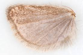 Attēlu rezultāti vaicājumam “Notocelia cynosbatella”