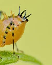 Attēlu rezultāti vaicājumam “Lygus nymph”