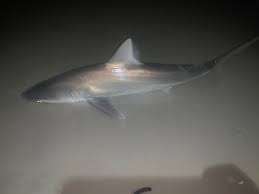 Image result for Carcharhinus isodon
