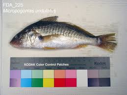 Image result for Micropogonias undulatus