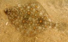 Image result for Myzopsetta ferruginea