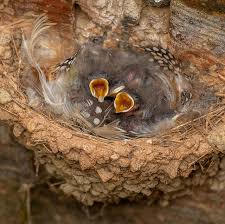 Attēlu rezultāti vaicājumam “Hirundo rustica nest”