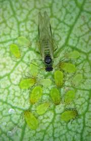 Attēlu rezultāti vaicājumam “Chaitophorus populeti”