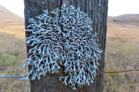 Attēlu rezultāti vaicājumam “Hypogymnia tubulosa”