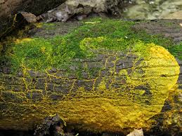 Attēlu rezultāti vaicājumam “Physarum rubiginosum spores”