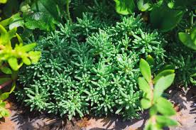 Attēlu rezultāti vaicājumam “Sedum hispanicum leaf”