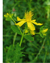 Image result for Hypericum perforatum