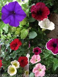 Image result for Petunie