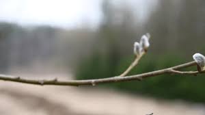 Attēlu rezultāti vaicājumam “Salix aurita bud”