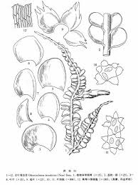 Attēlu rezultāti vaicājumam “Odontoschisma denudatum”