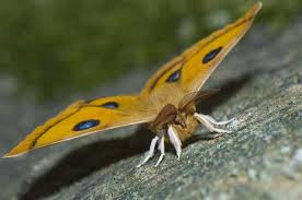 Attēlu rezultāti vaicājumam “Aglia tau”