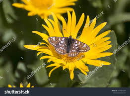 Attēlu rezultāti vaicājumam “Euphydrias aurinia”