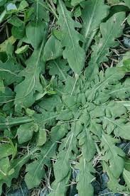 Attēlu rezultāti vaicājumam “Hypochaeris radicata leaf”