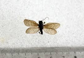 Attēlu rezultāti vaicājumam “Megaloptera”