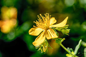 Image result for Hypericum perforatum