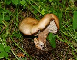 Attēlu rezultāti vaicājumam “Lepista sp.”