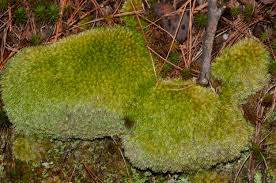 Attēlu rezultāti vaicājumam “Leucobryum glaucum”