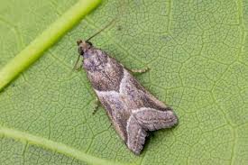 Attēlu rezultāti vaicājumam “Nyctegretis lineana”