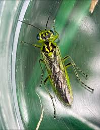 Attēlu rezultāti vaicājumam “Rhogogaster picta”