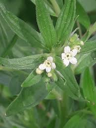Attēlu rezultāti vaicājumam “Lithospermum officinale flower”