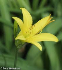 Attēlu rezultāti vaicājumam “Hemerocallis lilioasphodelus”