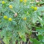 Attēlu rezultāti vaicājumam “Matricaria discoidea leaf”