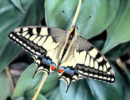 Attēlu rezultāti vaicājumam “Papilio machaon upperside”