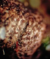 Attēlu rezultāti vaicājumam “Lycogala sphaeroconicum macro”