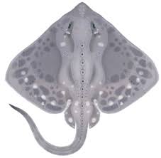 Image result for Amblyraja hyperborea