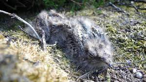 Attēlu rezultāti vaicājumam “Caprimulgus europaeus juvenile”