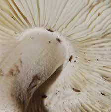 Attēlu rezultāti vaicājumam “Lepista sp.”