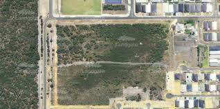 Attēlu rezultāti vaicājumam “Diderma rufostriatum young”